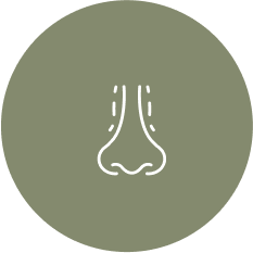 Septoplastia: